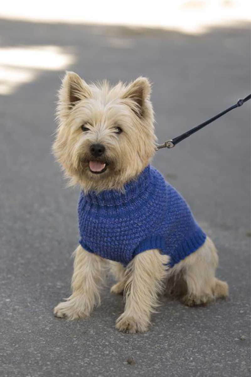 1711-26 Refleksvest Hund